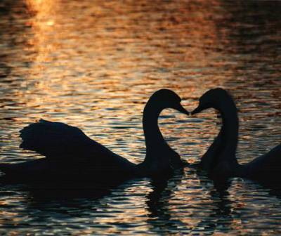 swanluv