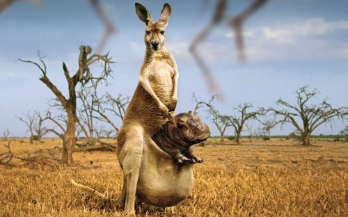 kangaru