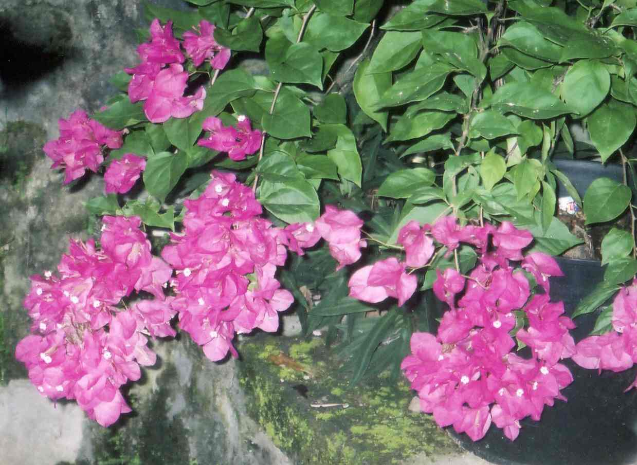 bougainv