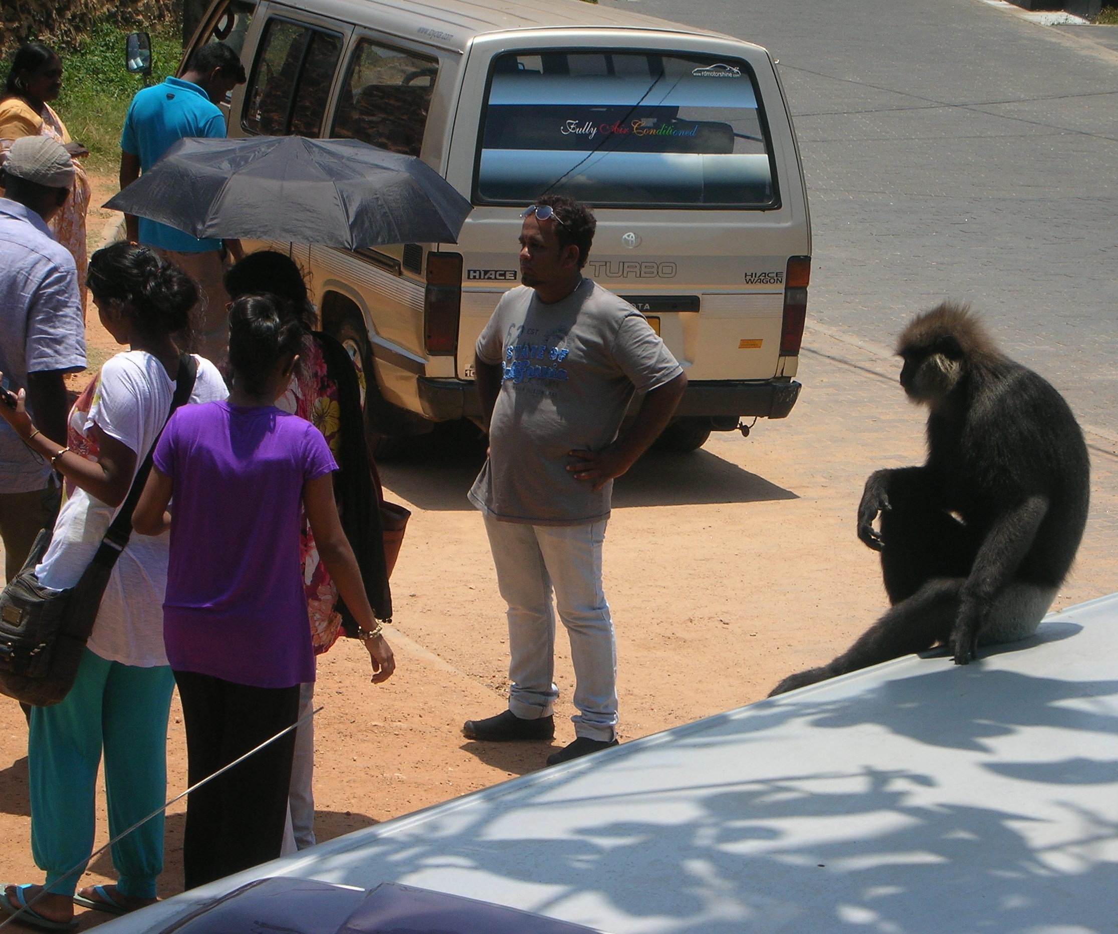 grauerlangur