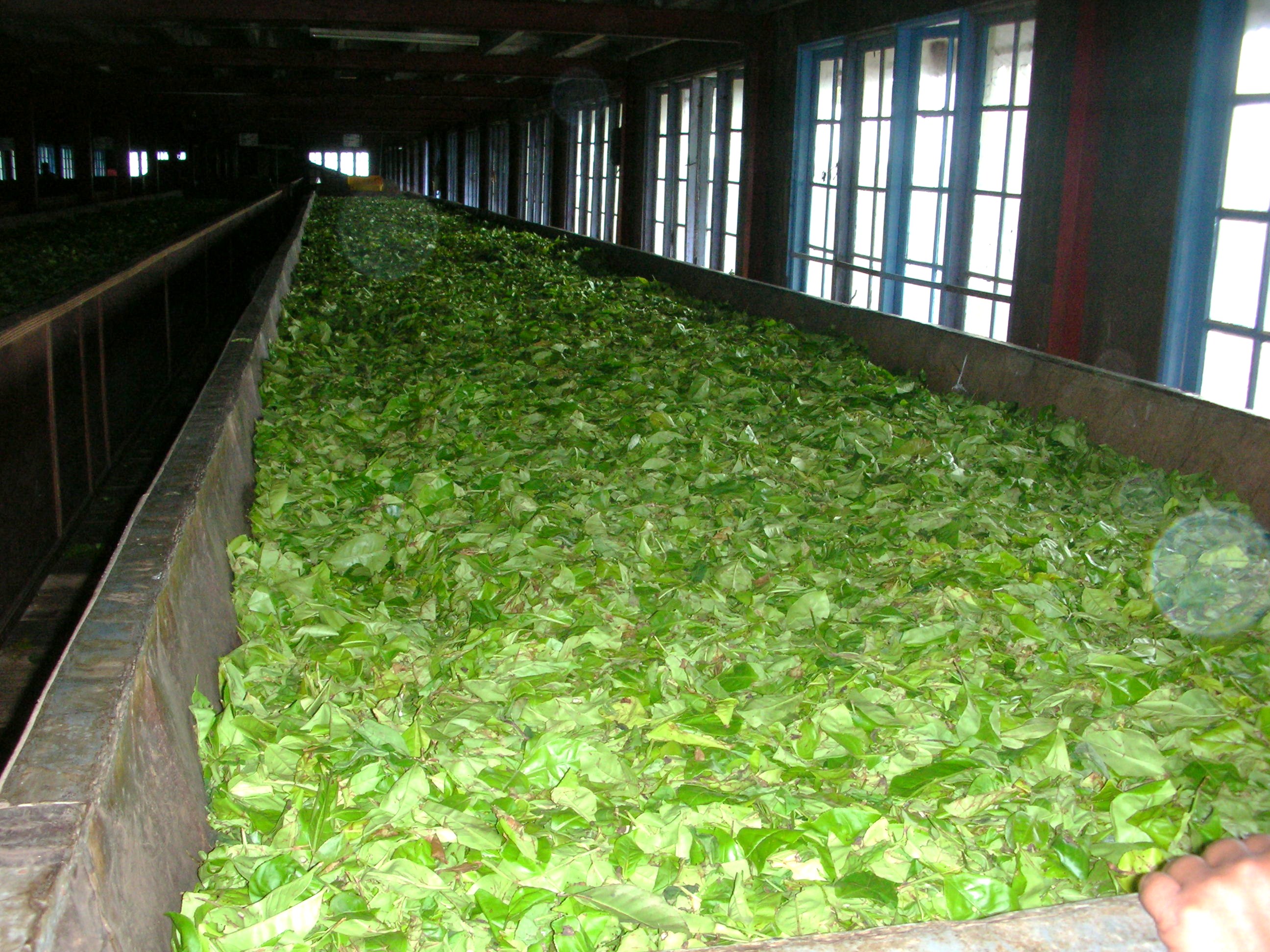 ne tea process