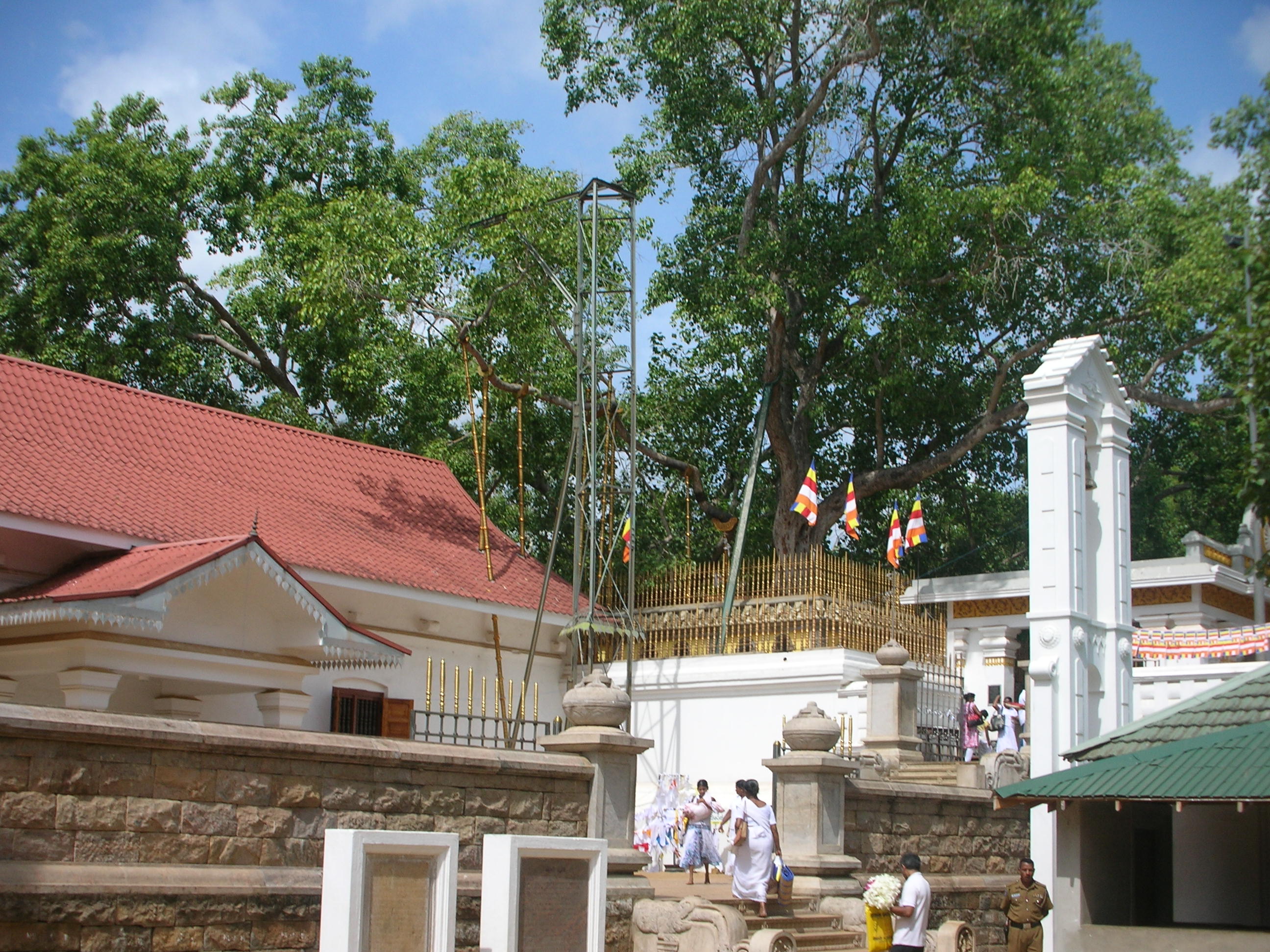 sri maha bodhiya