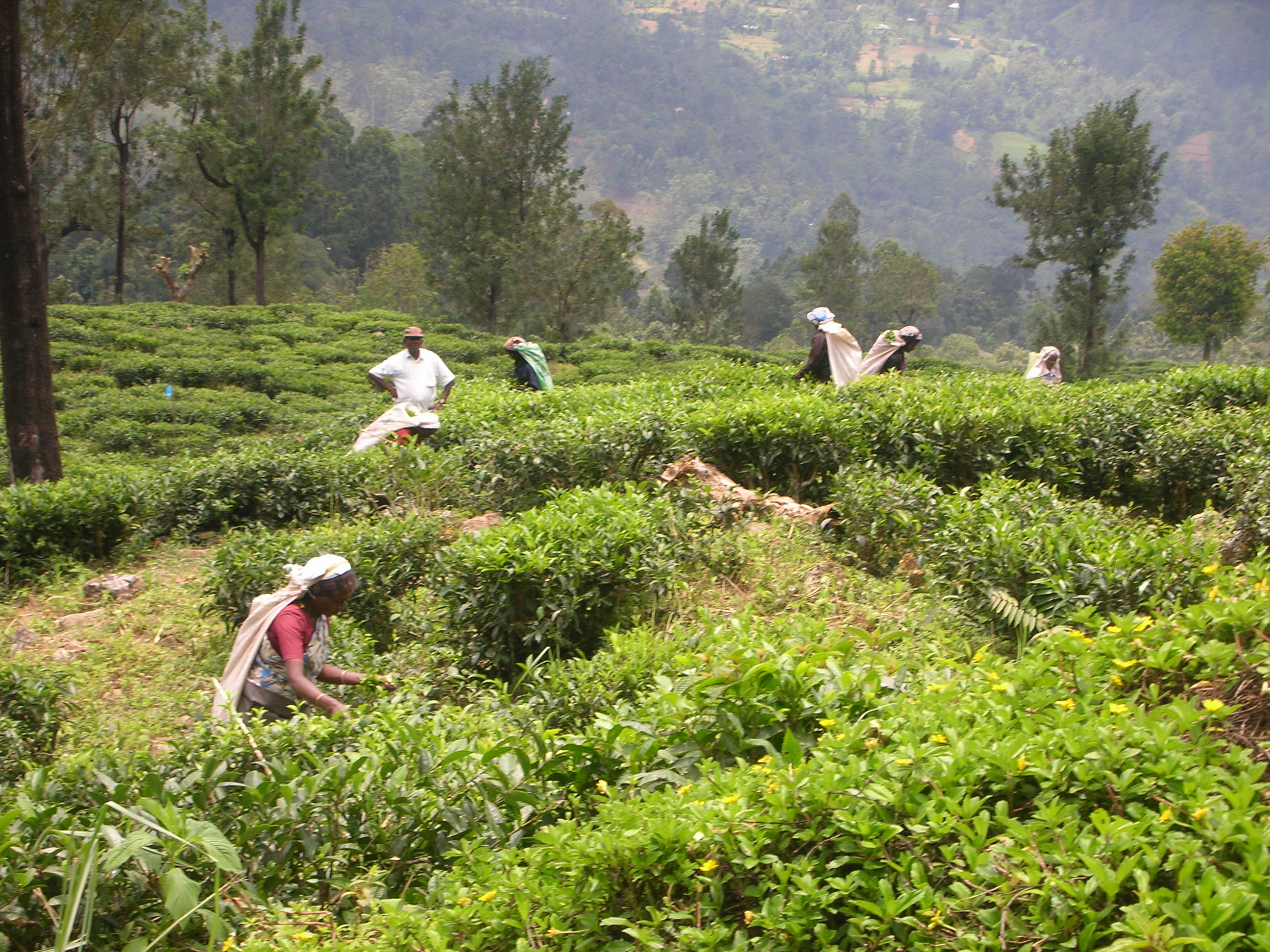 tea estate