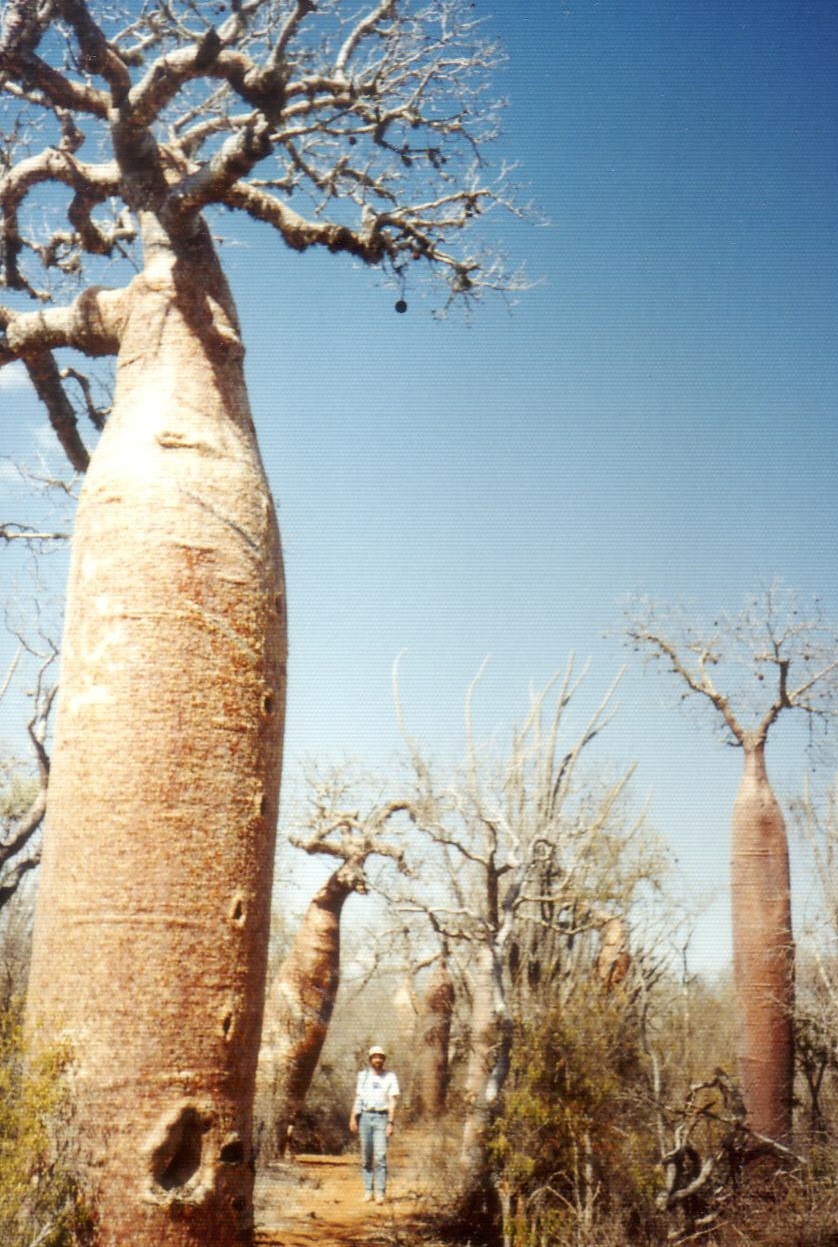 baobab