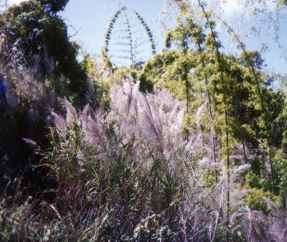 ikebana