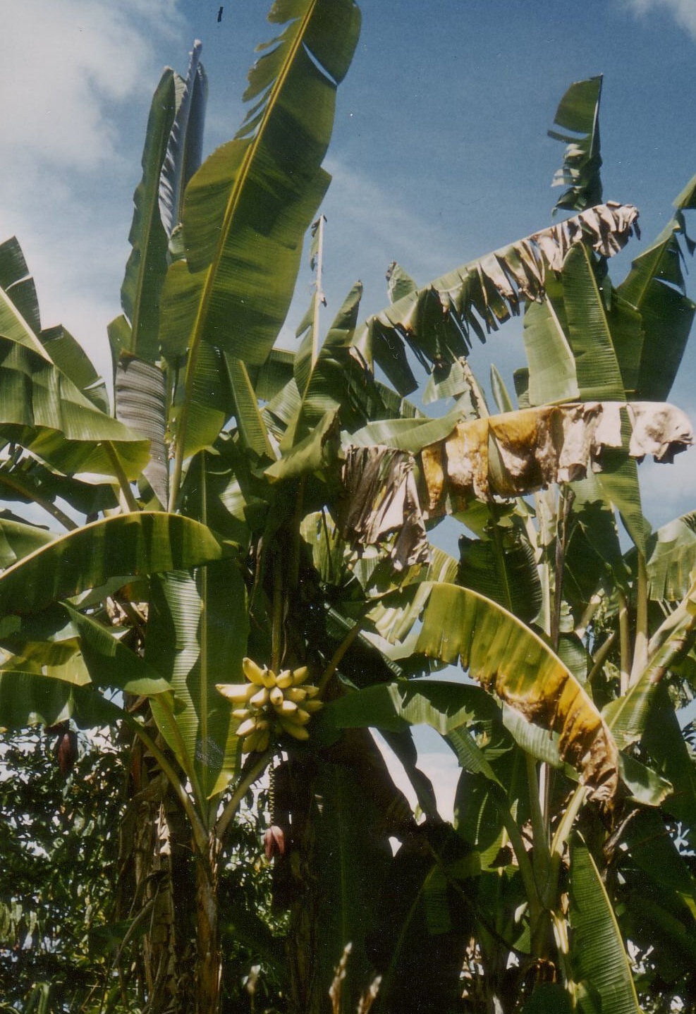 platanos