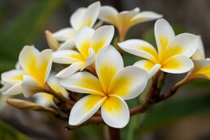 frangipani