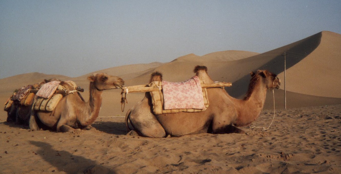 camels