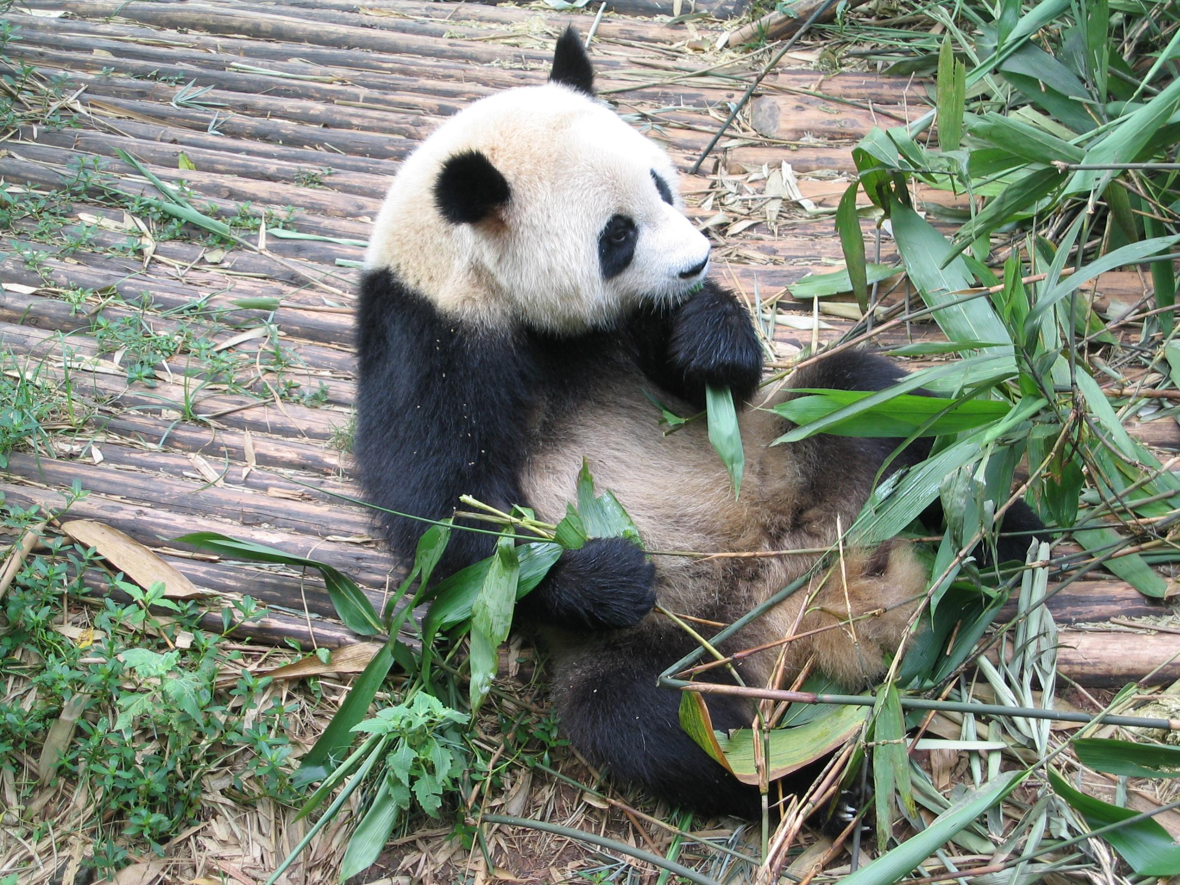 panda