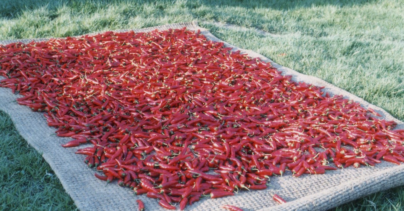 chili