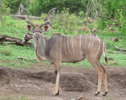 kudu