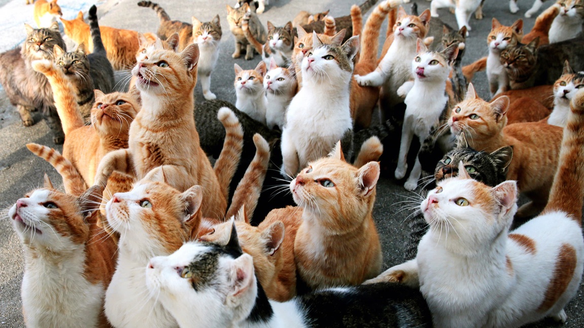 cats
