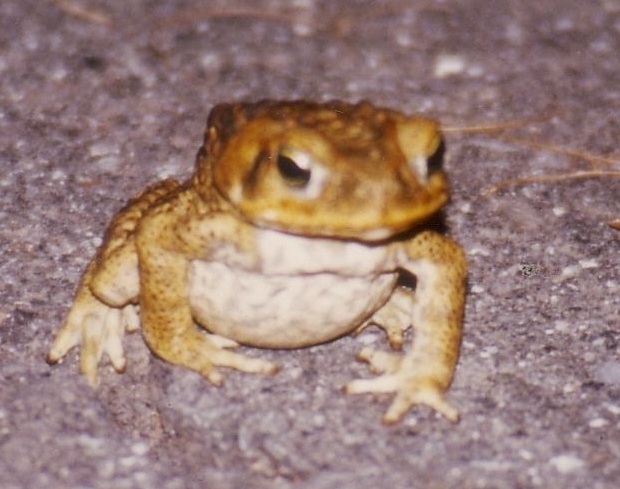 kroete