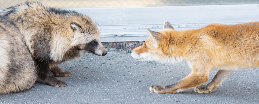 tanukitsune